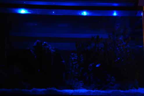 moonlights led blue for aquarium