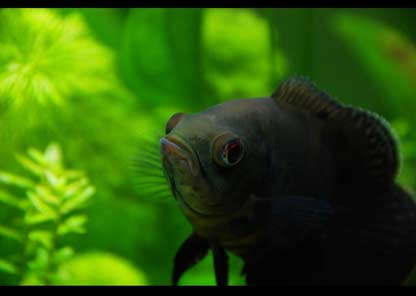 Breeding and caring for the oscar fish in aquarium