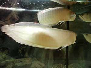 arowana feeding and breeding