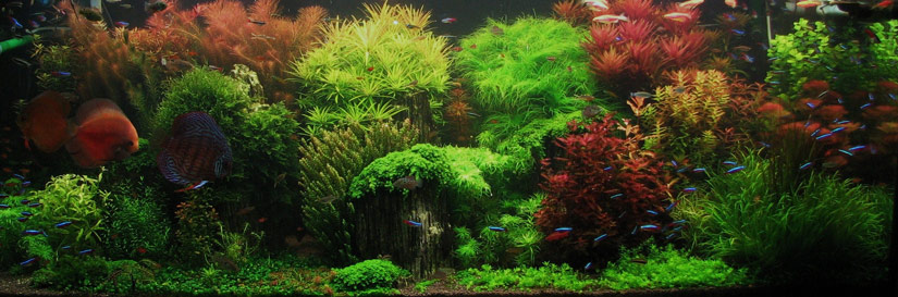Aquascape named 'Tales Creek' that uses Seiryu stones to form a beautiful mountain scape.