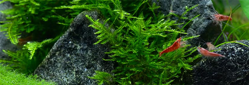red cherry shrimp in shrimp tank