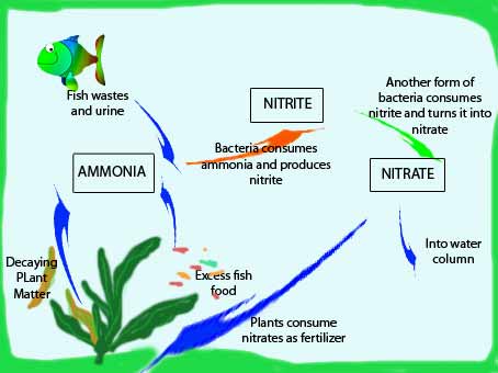 ammonia and nitrites in the aquarium