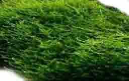 christmas moss wall