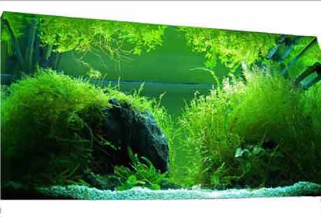 fish in aquarium planted
