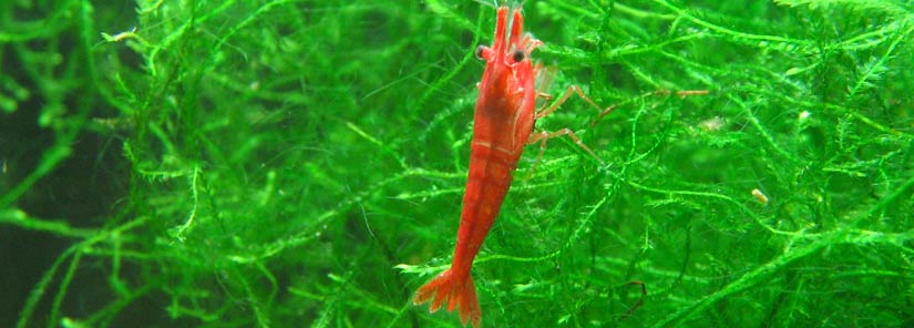 red cherry shrimp tank