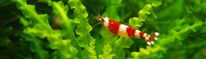 crystal red shrimp in shrimp tank