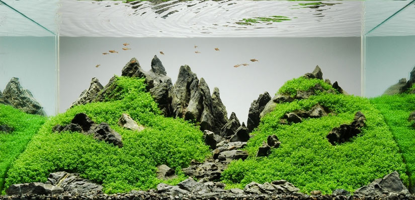 aquascape