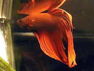 betta red aquarium