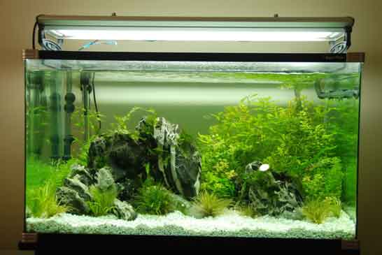 stem plants in aquarium