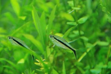 tetra breeding feeding and keeping