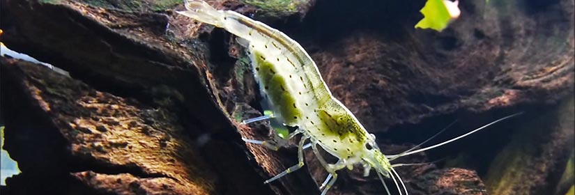 amano shrimp berried eggs