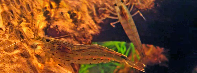 amano shrimp breeding driftwood