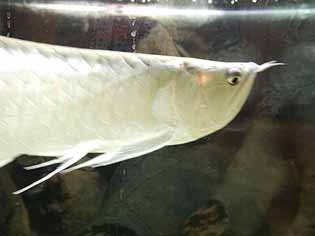 silver arowana eating