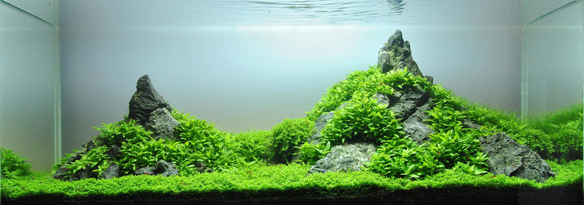 Aquascape named 'Tales Creek' that uses Seiryu stones to form a beautiful mountain scape.