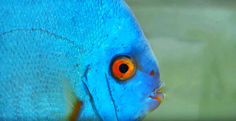 blue diamond discus red eye