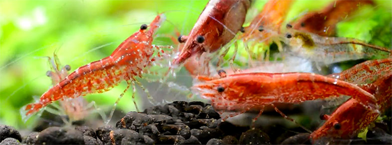 red cherry shrimp