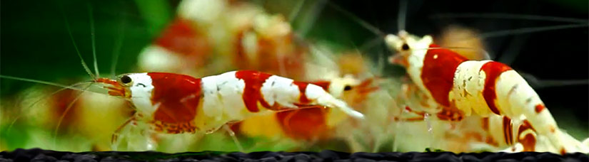 crystal red shrimp