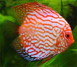 discus snakeskin