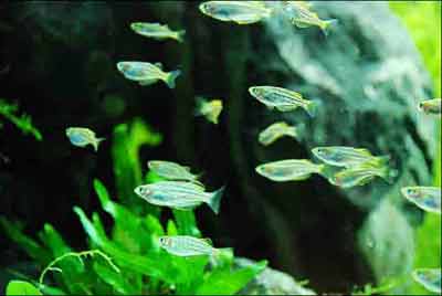 a school of male and female rainbows