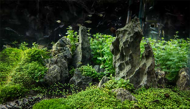 small aquascaoe with HC substrate