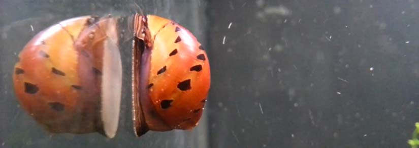 tracked nerite snail