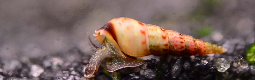 malaysian trumpet snail