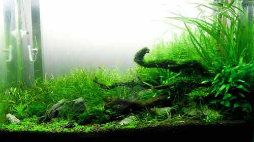 driftwood within the aquarium