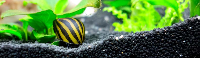 zebra nerite snail